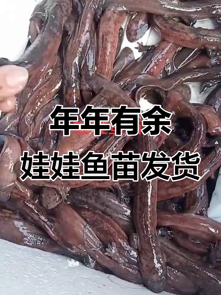 娃娃鱼苗打包发货，祝大家年年有“余”