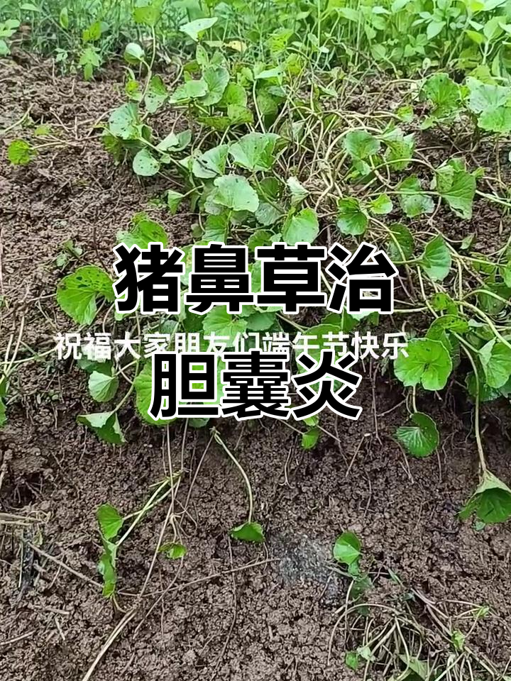 猪鼻子草与猪耳朵搭配,治疗胆结石和耳病有奇效