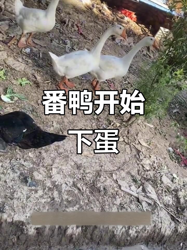 番鸭下蛋了,鹅却分不清公母,连蛋都不认识