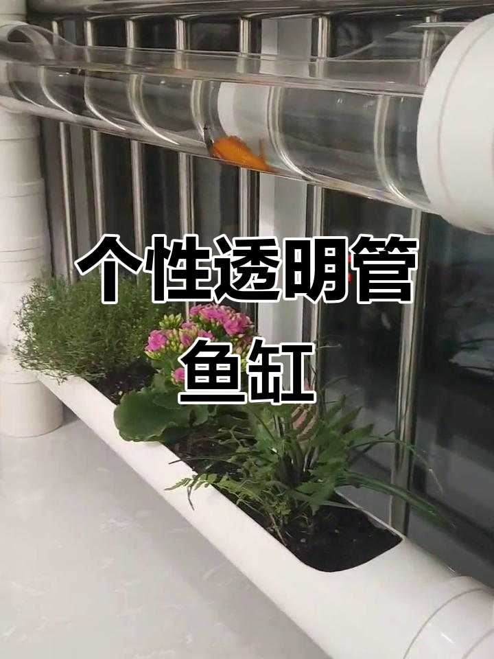 透明管道养鱼，打造个性化美观鱼缸