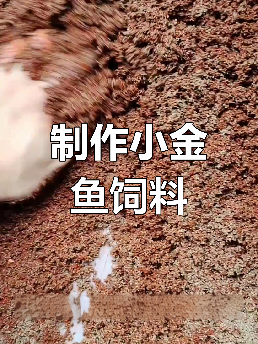 自制金鱼饲料增色配方