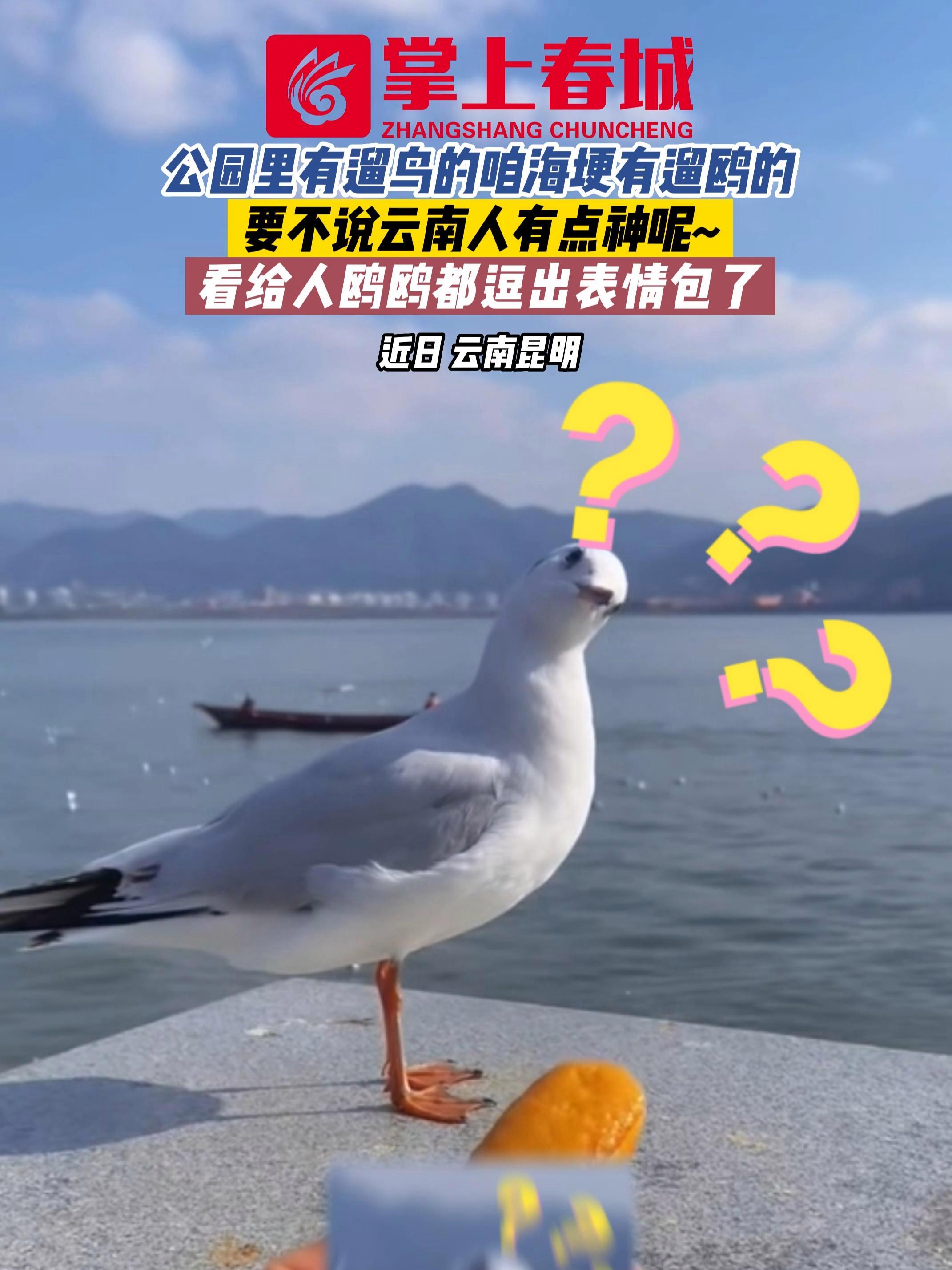 公园里有遛鸟的咱海埂有遛鸥的!要不说云南人有点神呢~ 看给人鸥鸥都逗出表情包了 海鸥 喂海