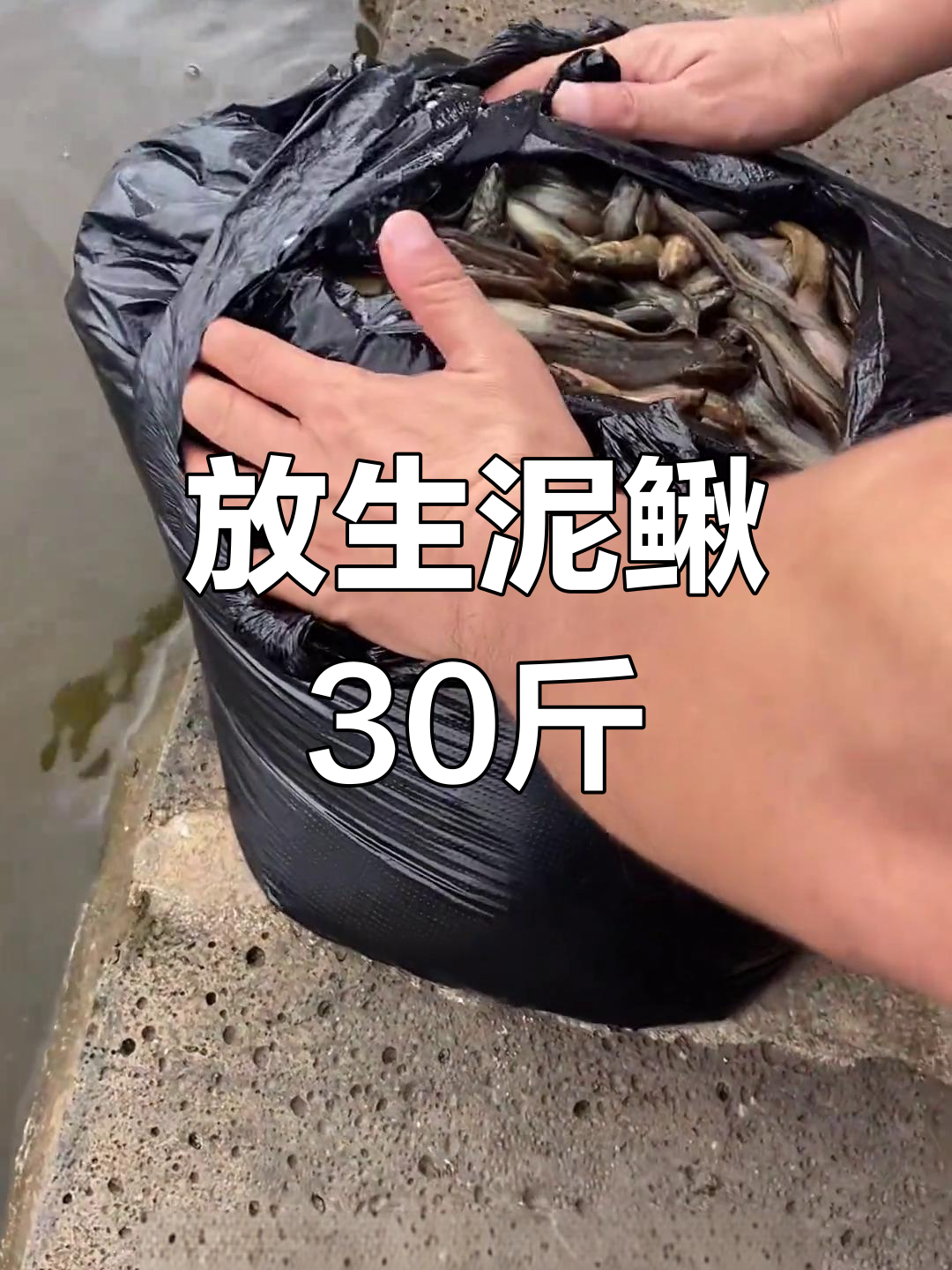 母子放生30斤泥鳅,鱼儿自由畅游水中