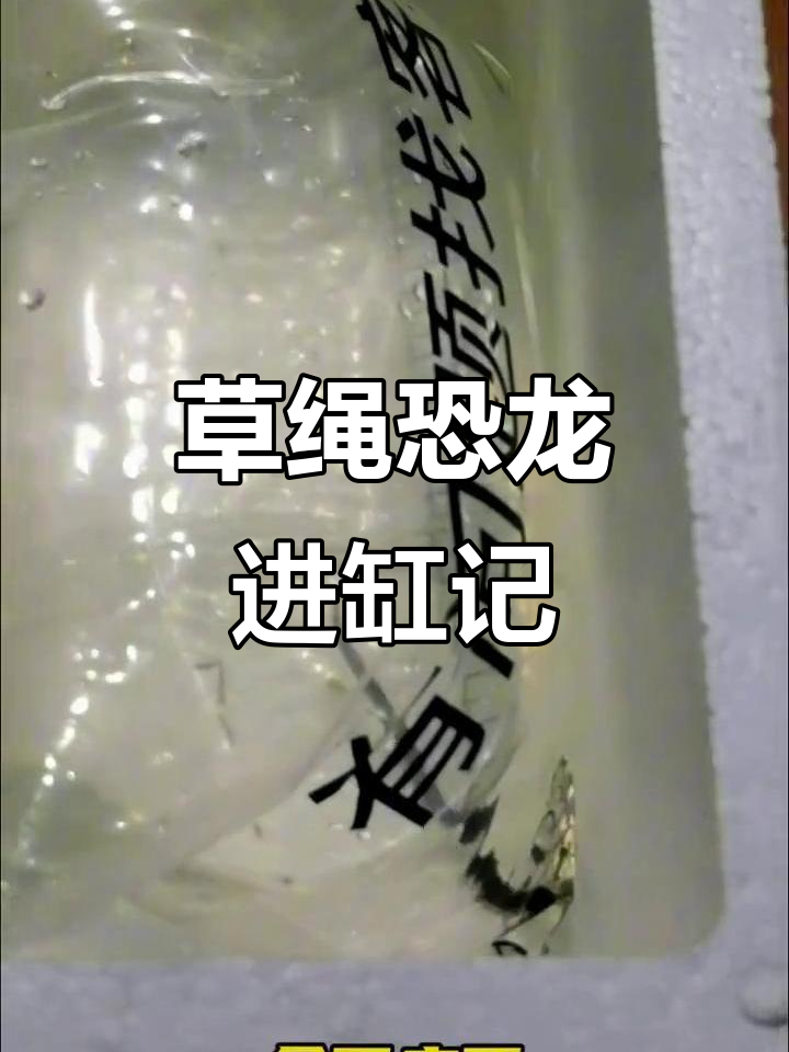 新手养鱼日记:草绳恐龙入缸,尾巴有点奇怪