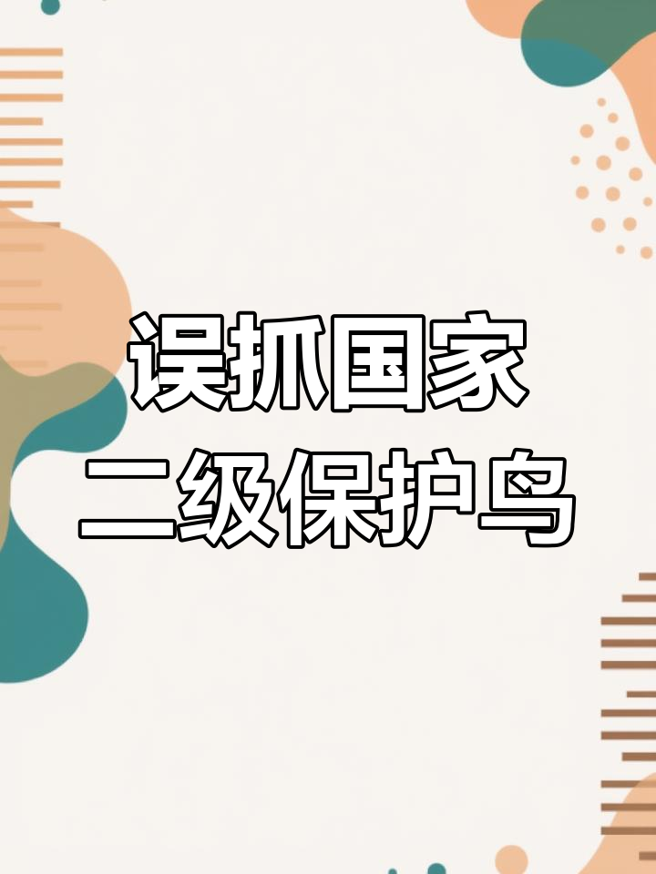 小伙捡到野鸡蛋,竟是国宝白腹锦鸡