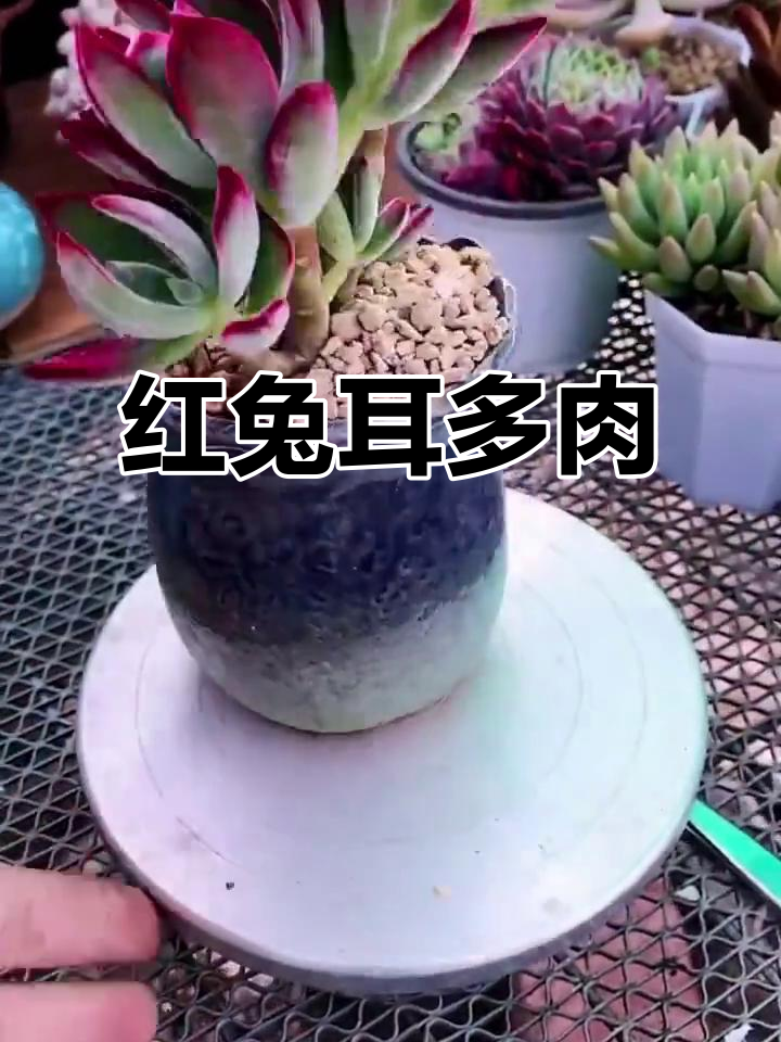 锦晃星:红兔耳的多肉魅力,夏日色彩与音乐相伴
