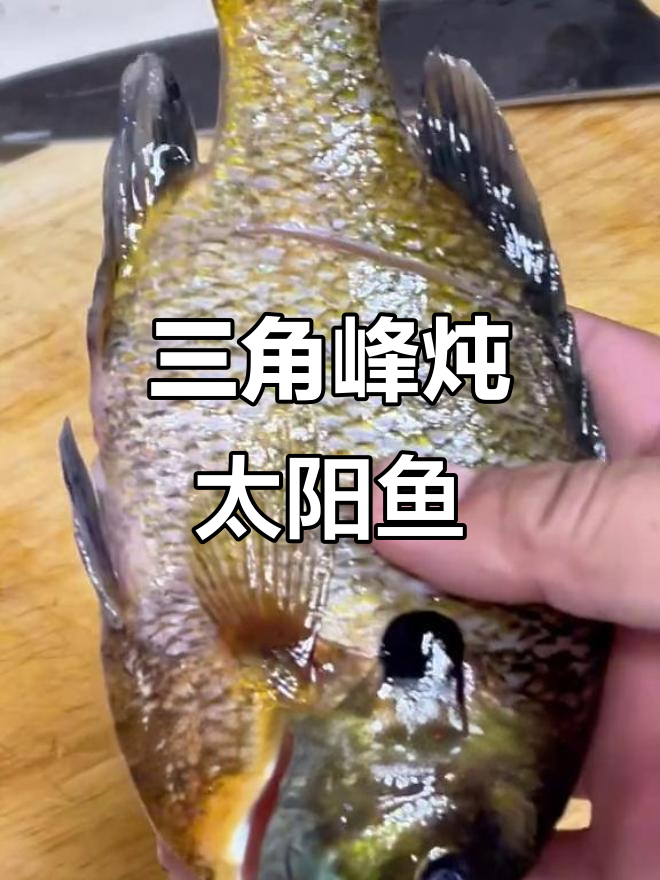 2025年三角峰慢炖太阳鱼，钓鱼新风尚