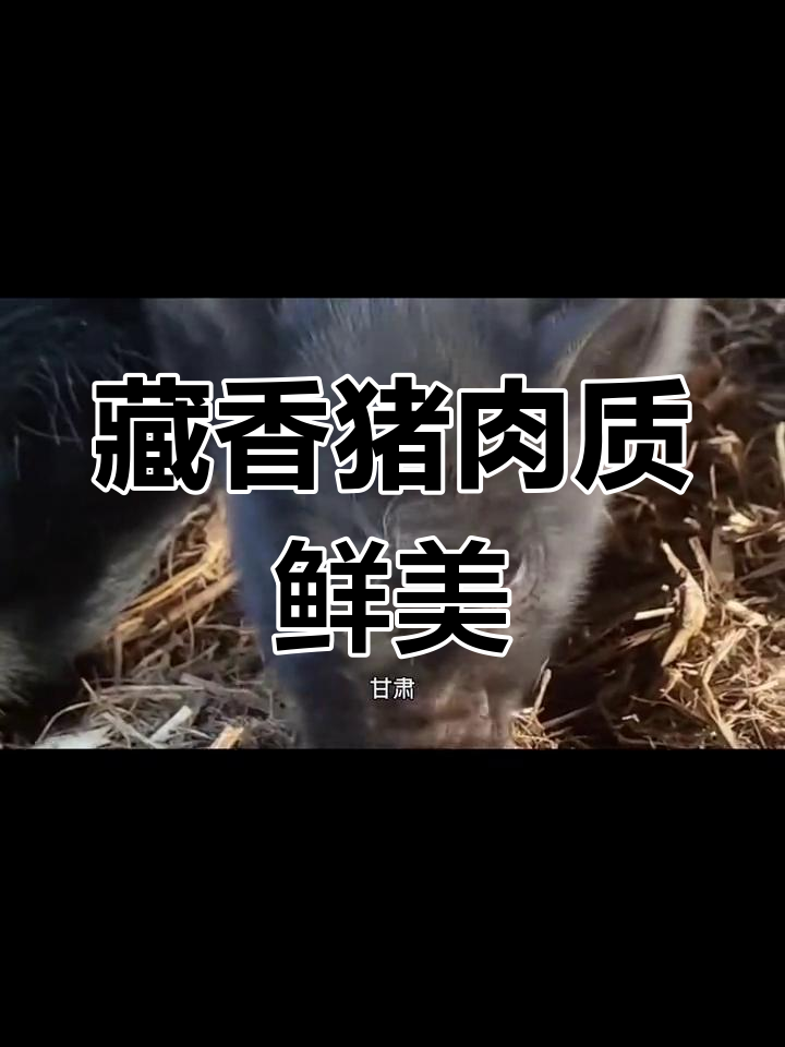 藏香猪:低脂高营养,皮薄肉嫩的独特美味