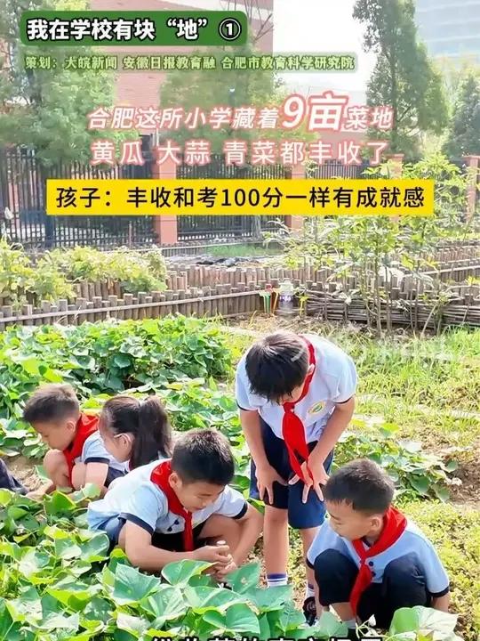 我在学校有块“地”①,合肥这所小学藏着9亩菜地,黄瓜 大蒜 青菜都丰收了,孩子:丰收和考1