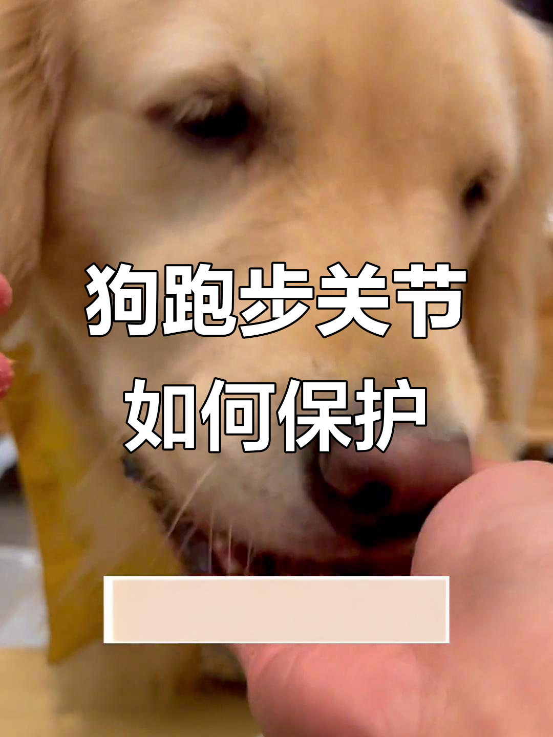 大狗为何不停奔跑?关节保护很重要