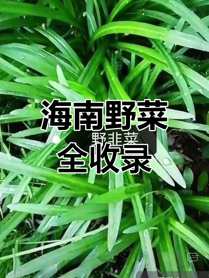 五指山野菜大集结,几乎囊括了海南所有可食用野生植物