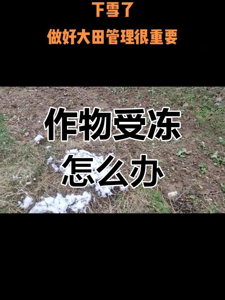 寒风雪中,作物冻害如何应对?