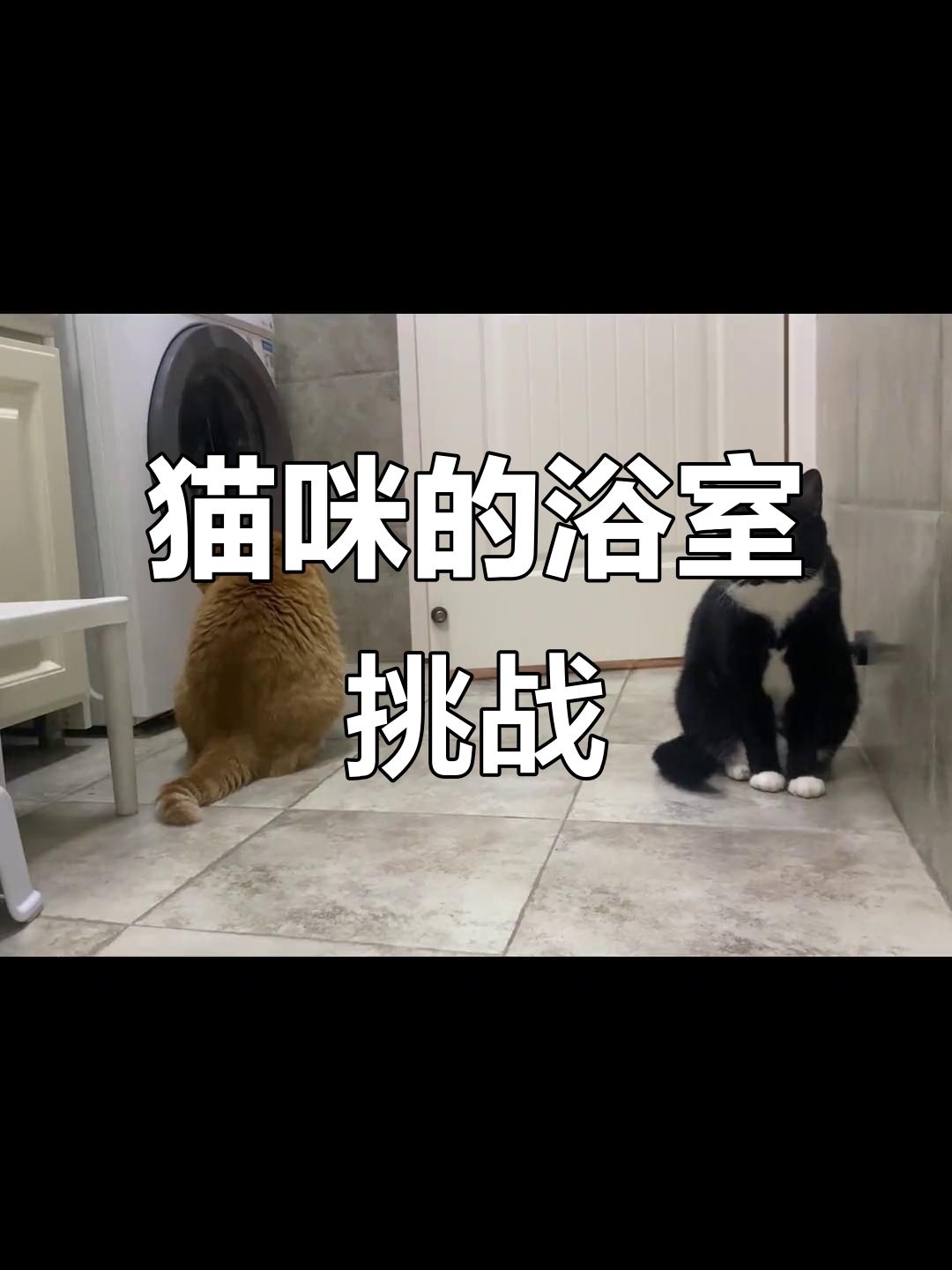 十年养猫,洗澡不敢关门,猫咪总是抓门抗议