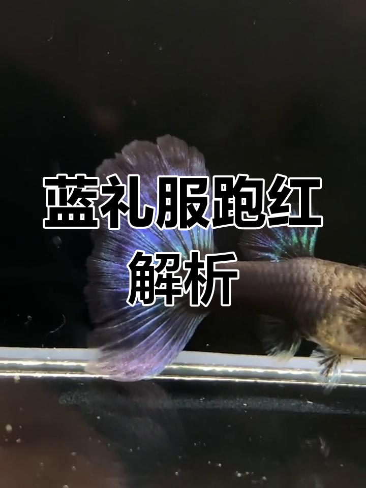 蓝礼服孔雀鱼跑红的奥秘