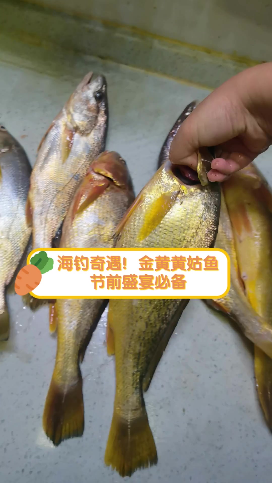 海钓奇遇!金黄黄姑鱼,节前盛宴必备