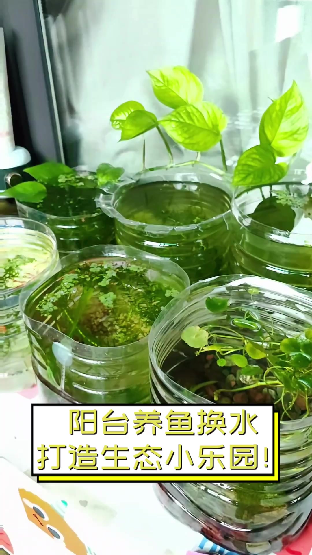 阳台养鱼换水,打造生态小乐园!