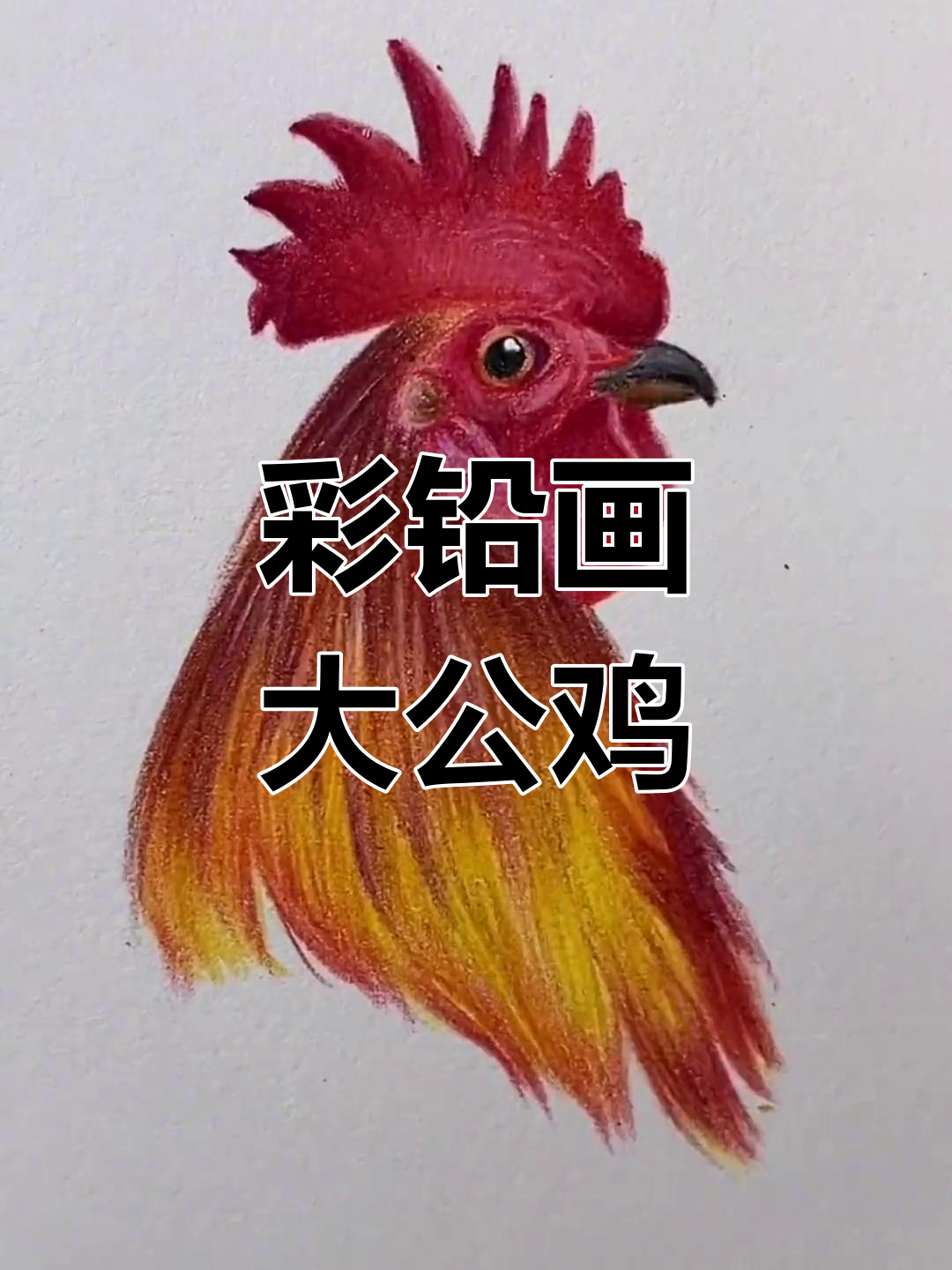 彩铅大公鸡绘制过程，细节满满！