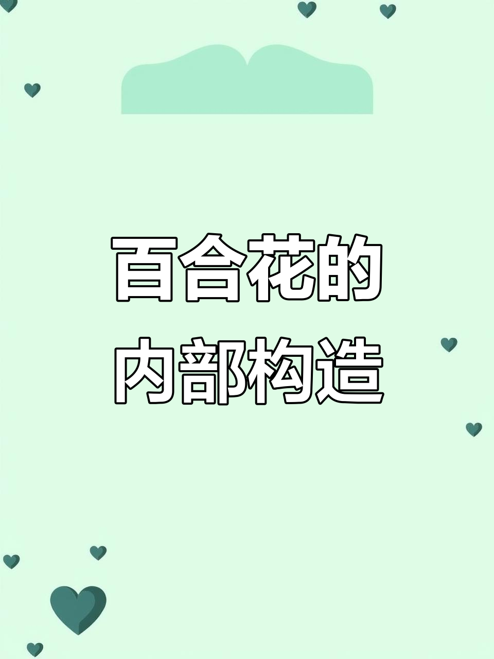 百合花解剖:从花瓣到雌蕊的详细结构解析