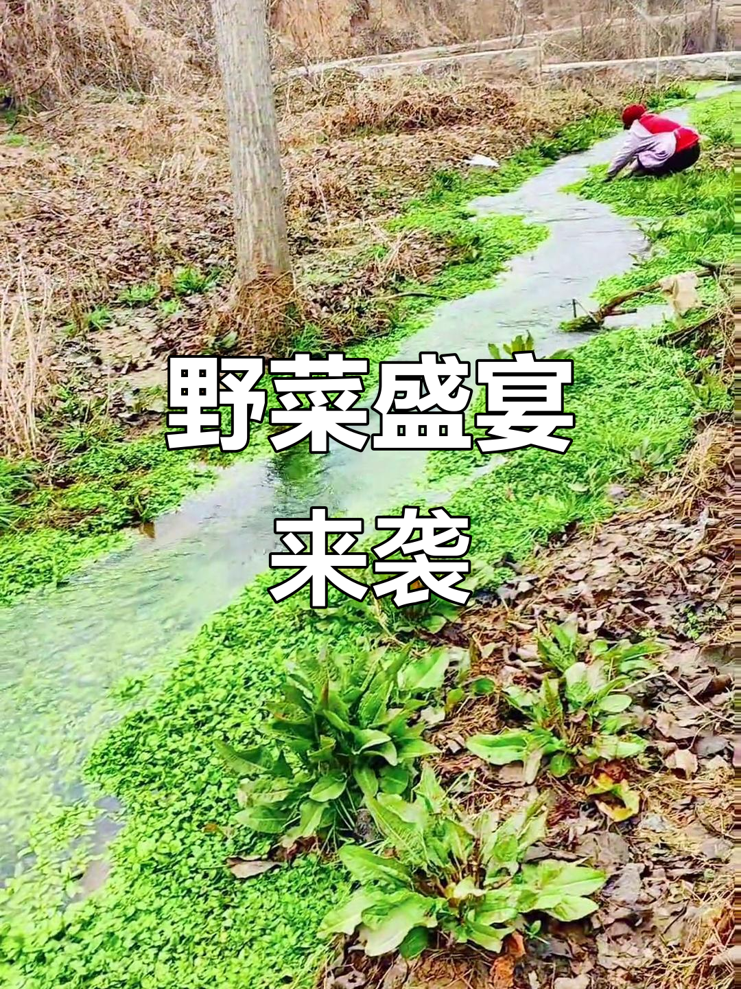 河南野菜大集结，蒸、炒、馍样样俱全！