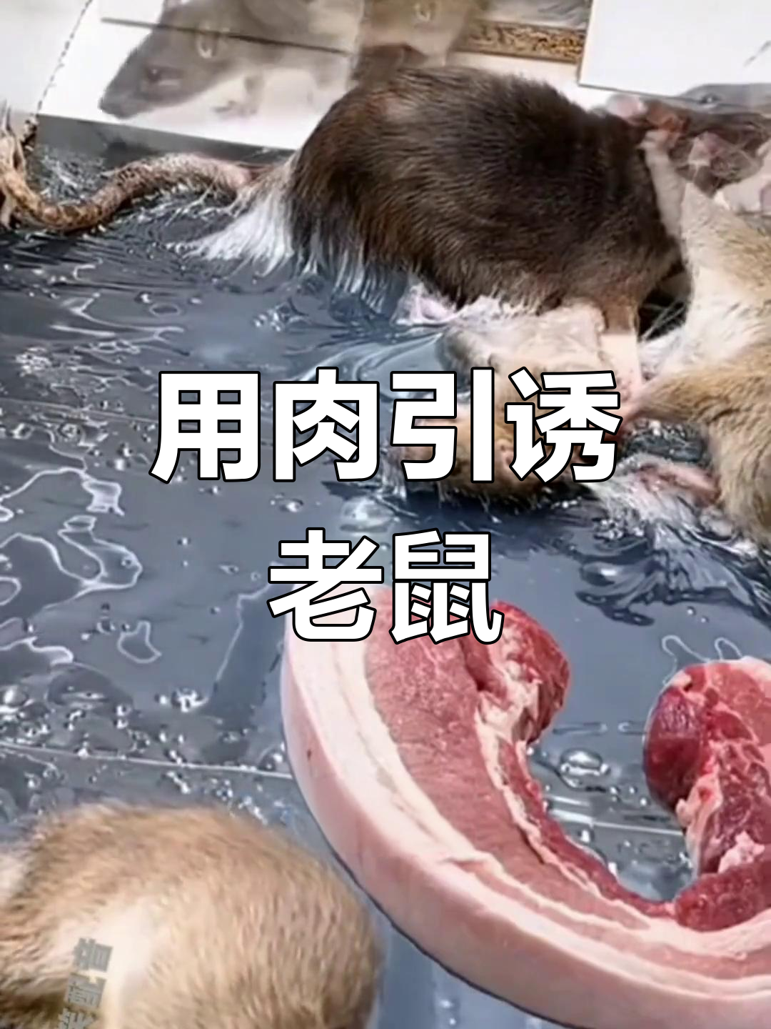 老鼠被猪肉吸引,搞笑互动笑翻全场