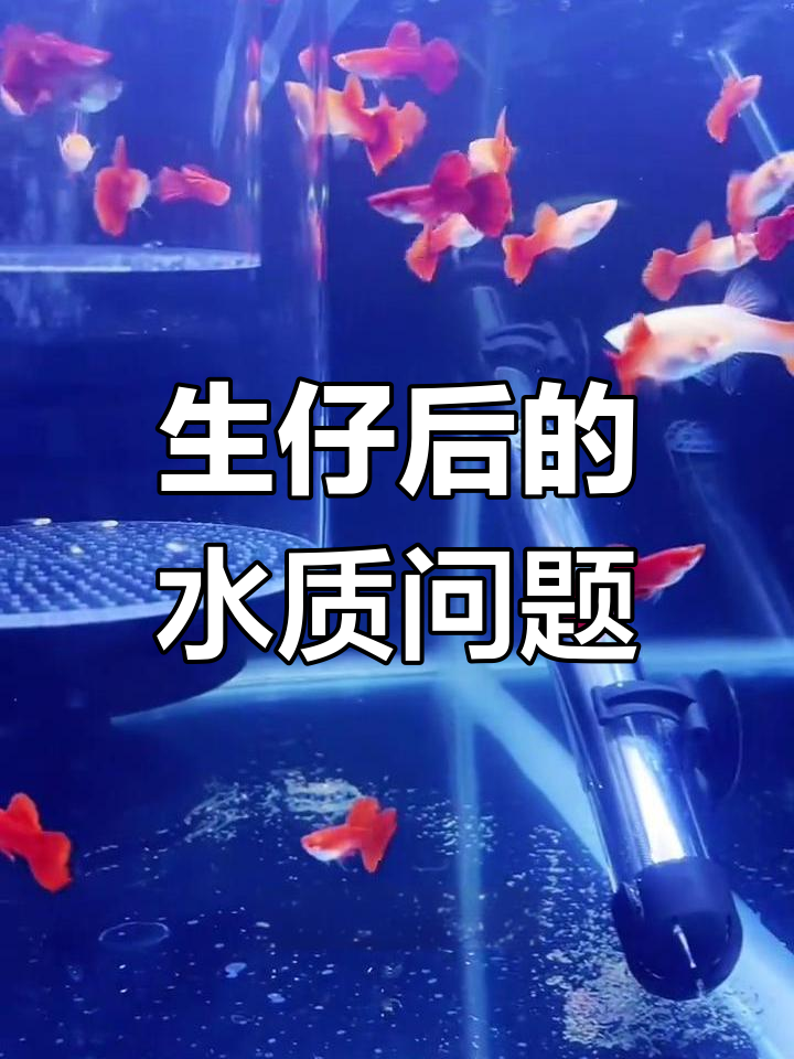 母鱼生仔后水质变差?这些做法你得知道