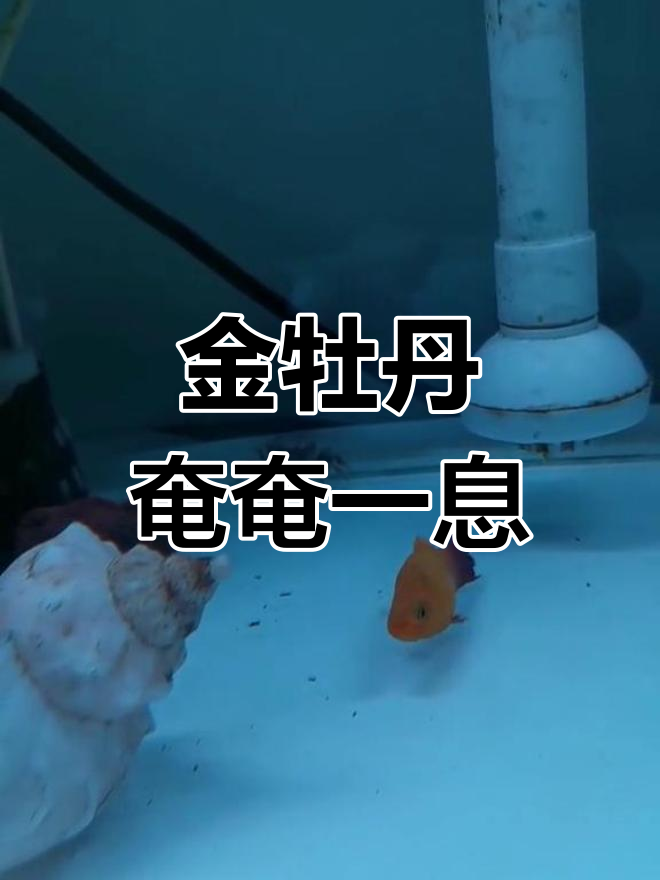 金牡丹尾巴受伤,状态堪忧