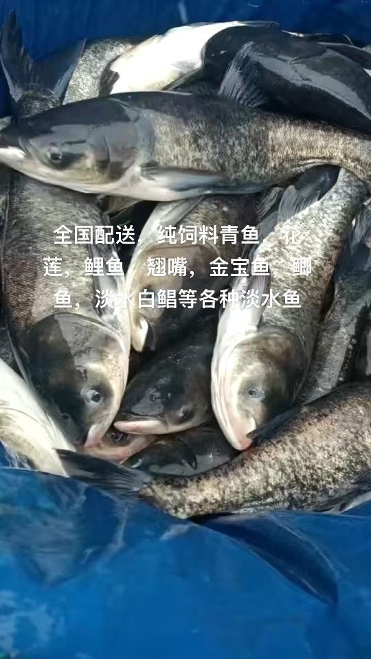 全国配送,纯饲料青鱼,花莲,鲤鱼,翘嘴,金宝鱼,鲫鱼,淡水白鲳等各种淡水鱼 热门 原来钓鱼