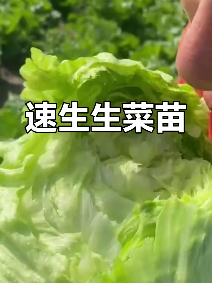 生菜苗带土球,快速生长,紫红罗马品种