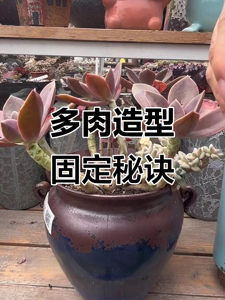 轻松固定多肉老桩，U型铁丝支撑技巧大揭秘！