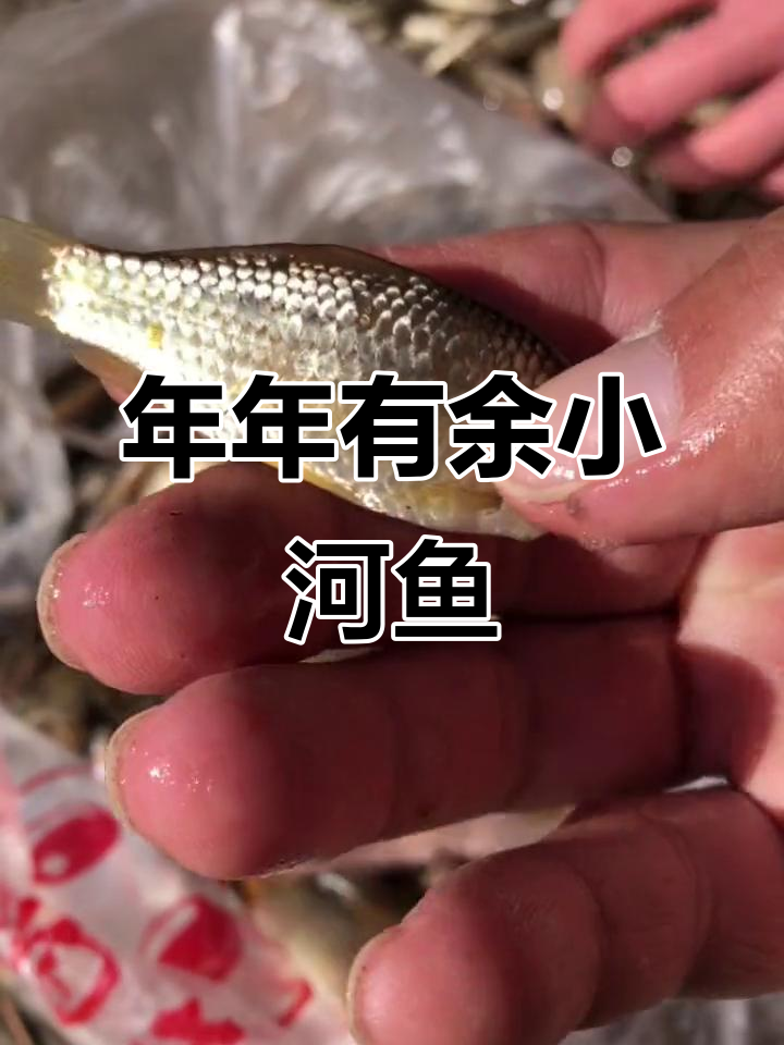 柳根鱼、鲫鱼与黑泥鳅,刷到视频的朋友们年年有余!