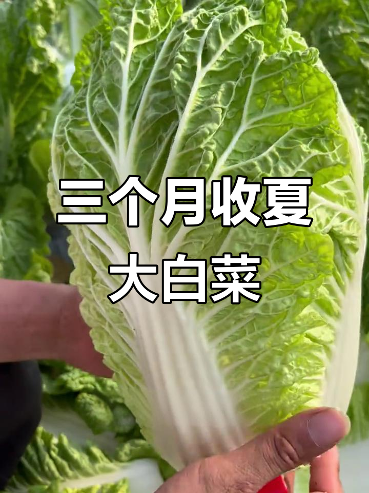 夏季大白菜，三个月就能收获！抗病耐热又高产