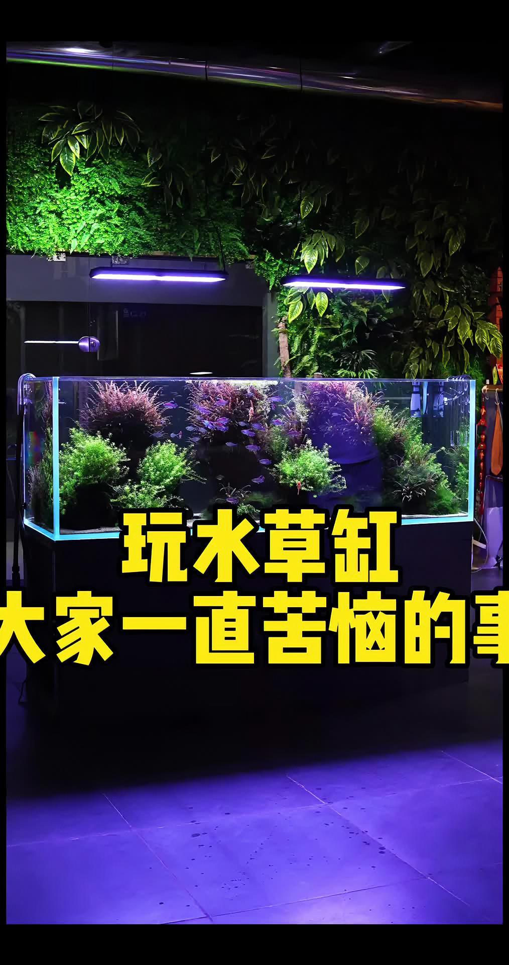 玩水草缸的人都有的痛点,你是怎么解决的呢?水族 鱼缸 养鱼 水草缸