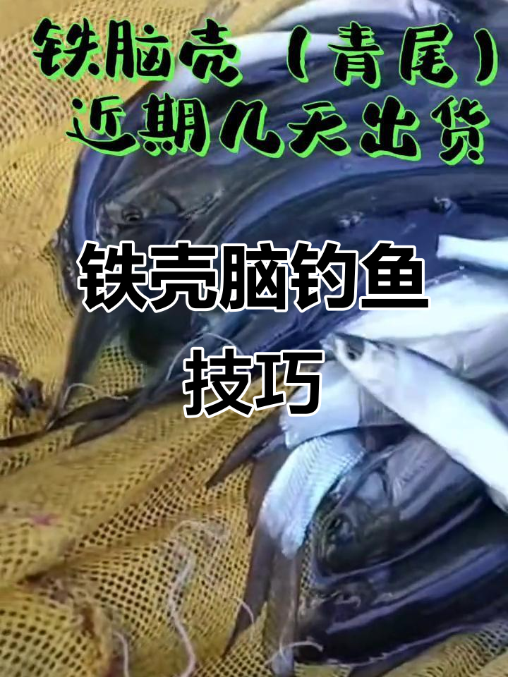 铁壳脑钓场揭秘,青尾鱼如何选择最佳钓位