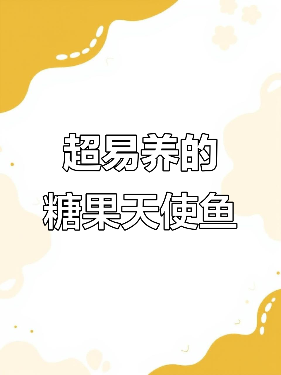 神秘糖果天使鱼,美丽又好养
