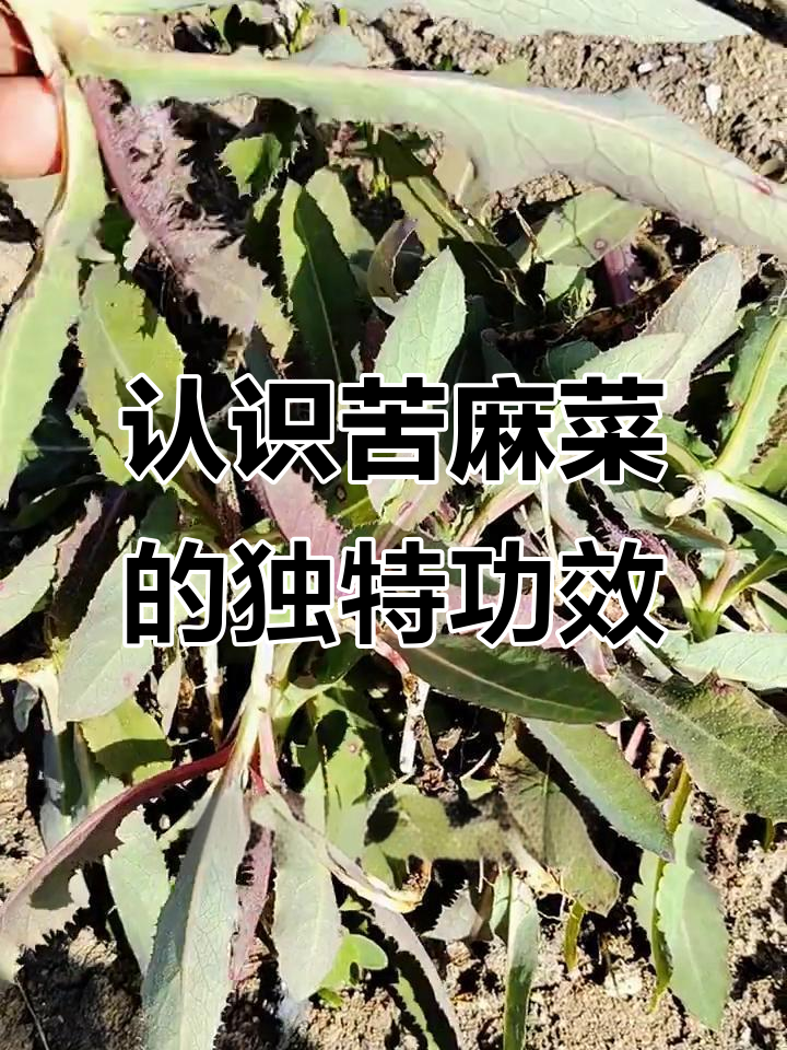 苦麻菜：你了解它的神奇作用吗？