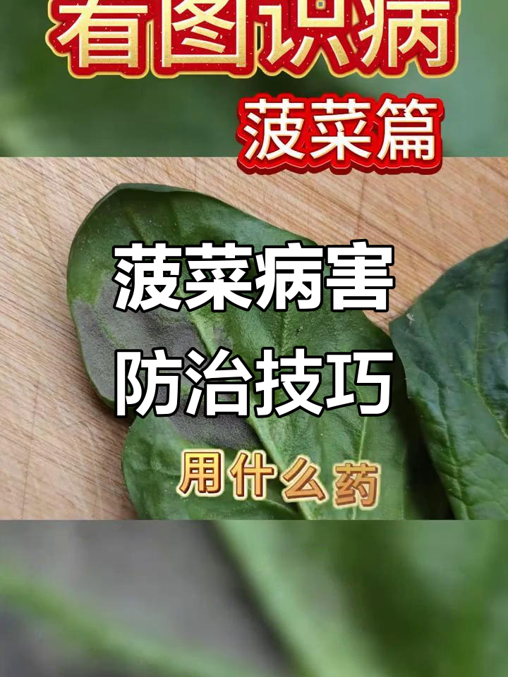 菠菜常见病害及防治方法,轻松搞定霜霉病、炭疽病等