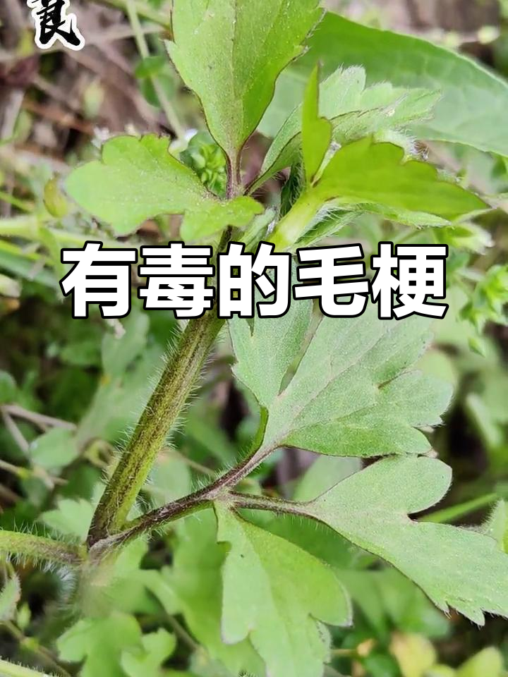 毛茛与水芹的区别,别误食有毒植物