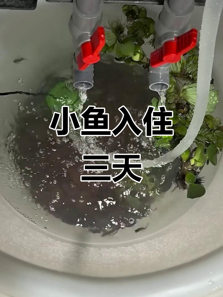 阳台养鱼挑战:100条小鱼争抢食物,能活多久?