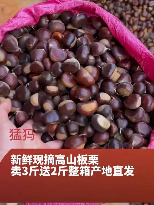 熟吃粉糯香甜入口绵密 糖炒栗子高山锥栗板栗y