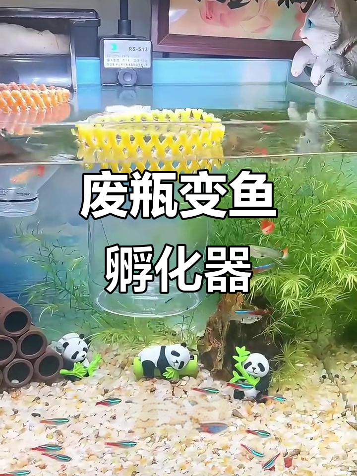 用矿泉水瓶做鱼儿孵化盒,简单又实用