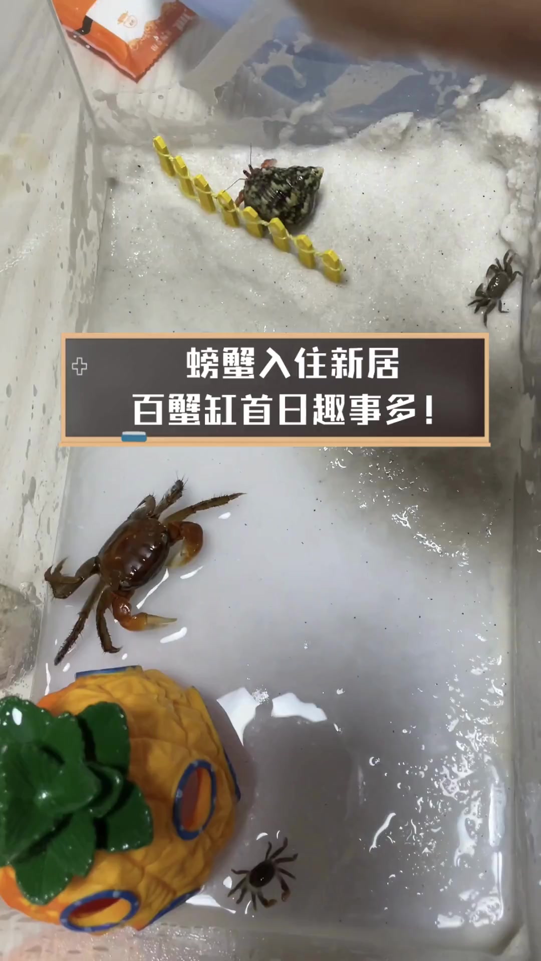 螃蟹入住新居,百蟹缸首日趣事多!