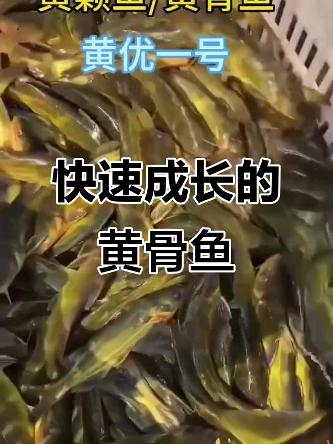 黄骨鱼生长迅速,一年三次出塘,三农新机遇