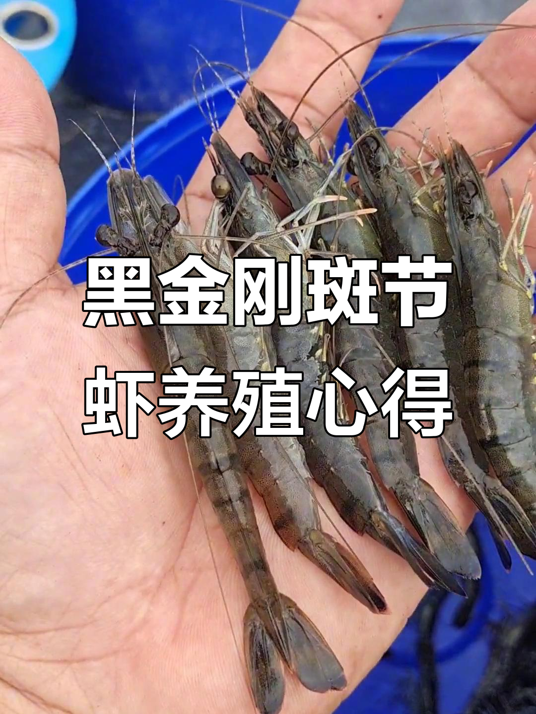 斑节虾黑金刚养殖70天,质量关键选对苗