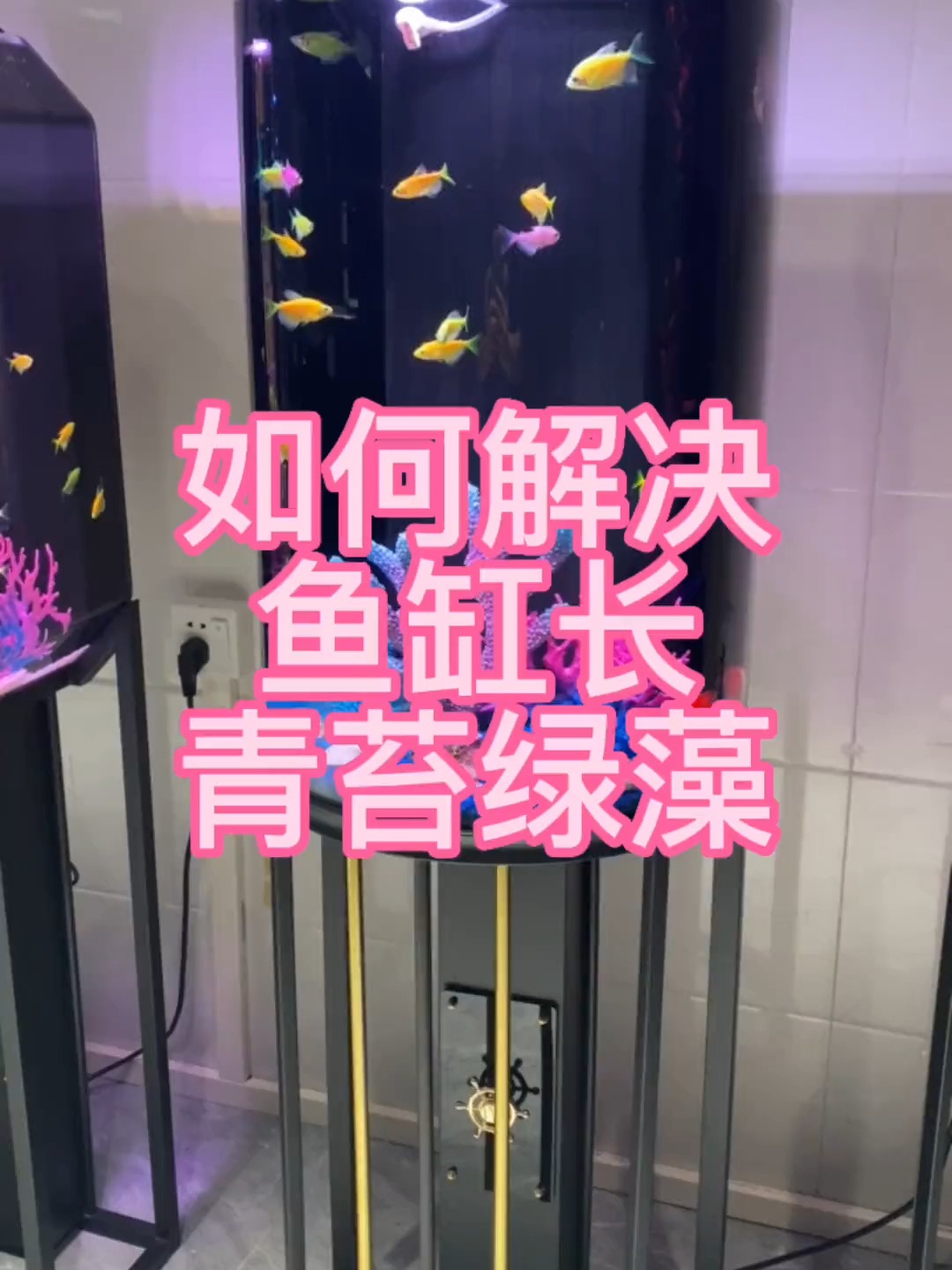 鱼缸长青苔绿藻怎么办?