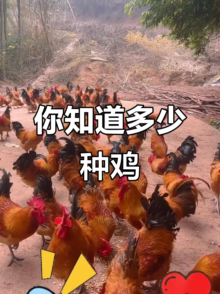 50种不同品种的鸡，你了解吗？带你一一认识它们