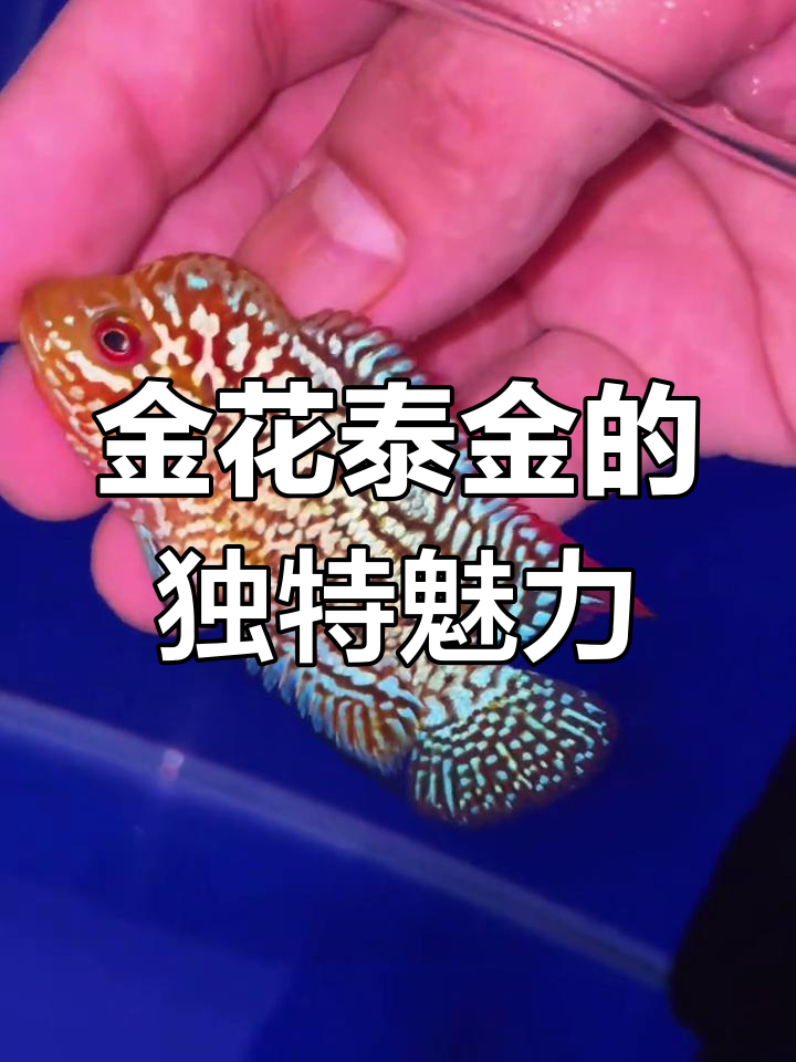赛级金花泰金,蛇纹包头,精致水头