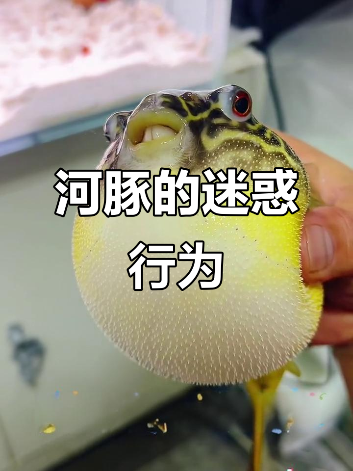 河豚生气了!帮忙擦玻璃竟然成了它的“复仇”行动