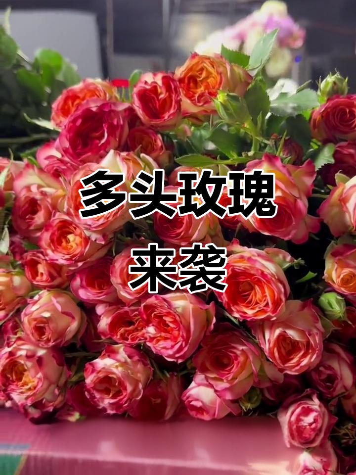 昆明斗南花市:玫瑰品种大赏,多头玫瑰惊艳登场