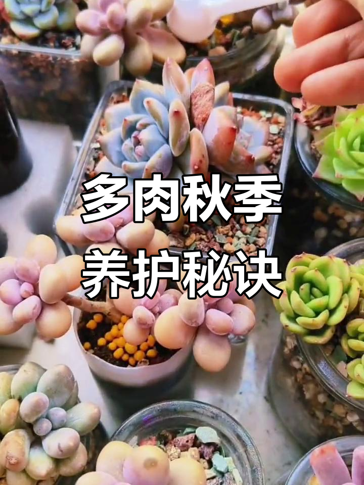 秋天多肉生长旺盛,小红豆让叶片更厚实、根系更强壮