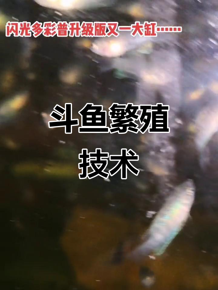 中国斗鱼繁殖技巧大揭秘,轻松掌握水族养殖